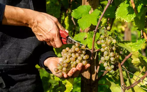 Italy: Grape harvest started earlier than usual due to heat and drought