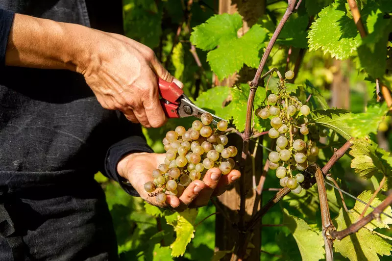 Italy: Grape harvest started earlier than usual due to heat and drought