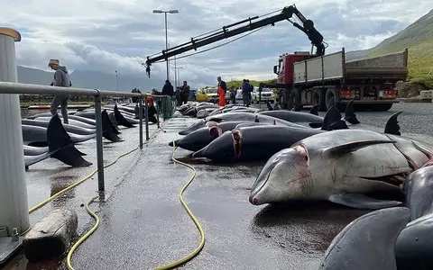 99 bottlenose dolphins were killed off the Faroe Islands, the most in 124 years