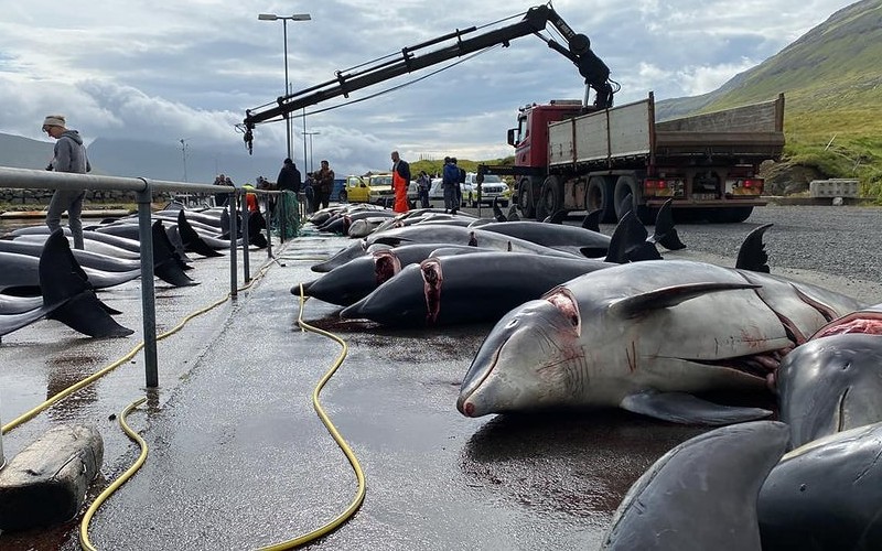 U wybrzeży Wysp Owczych zabito 99 delfinów butlonosych, najwięcej od 124 lat