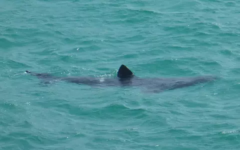 First shark attack in British waters in 150 years