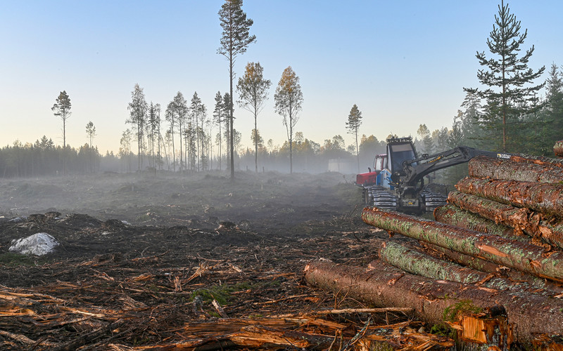 Naukowcy: Coraz mniej jest lasów na świecie. I coraz więcej ludzi