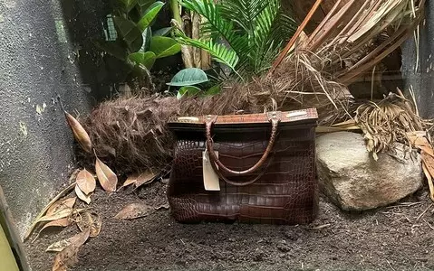 London Zoo's crocodile skin handbag display goes viral