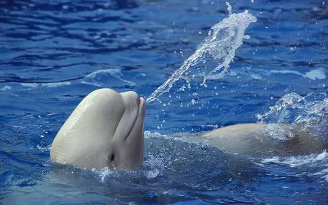 Arctic beluga whale, a type of cetacean, swam the Seine River near Paris