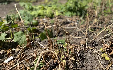 Experts: Which plants to save and which to spare as gardeners ponder water use