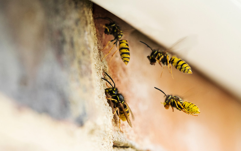 Plaga os w Wielkiej Brytanii. Powodem fala upałów