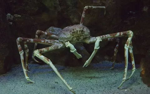 Thousands of venomous crabs swarm beaches in Cornwall 