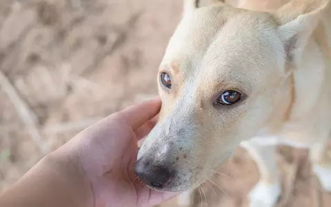 Huge surge in people giving up their pets because of the cost of living crisis