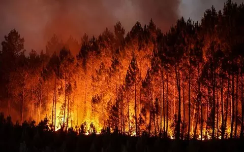 Report: 9 million hectares of forest burned globally in 2021