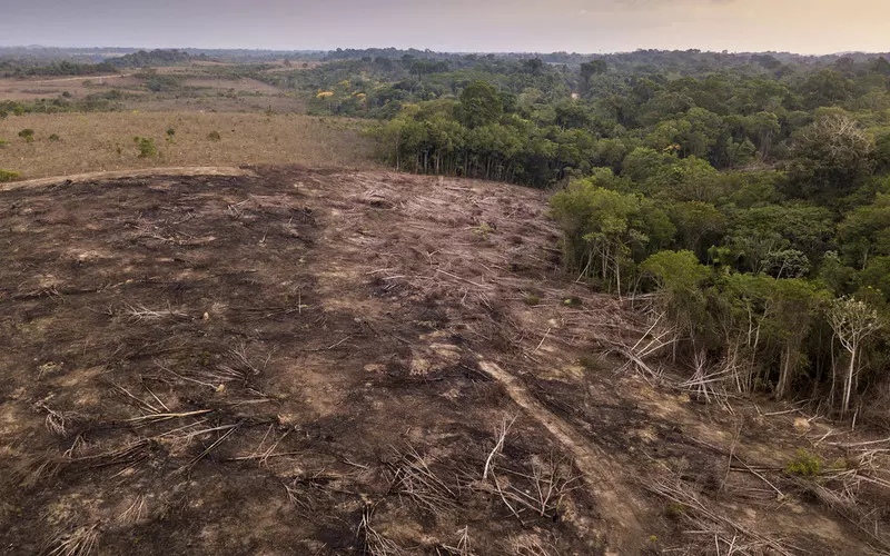 "The Guardian": Produkcja węgla drzewnego w Somalii prowadzi do deforestacji i daje zysk islamistom
