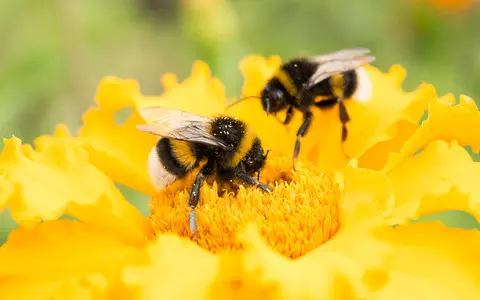 Bees increasingly stressed by climate change over the past 100 years – study