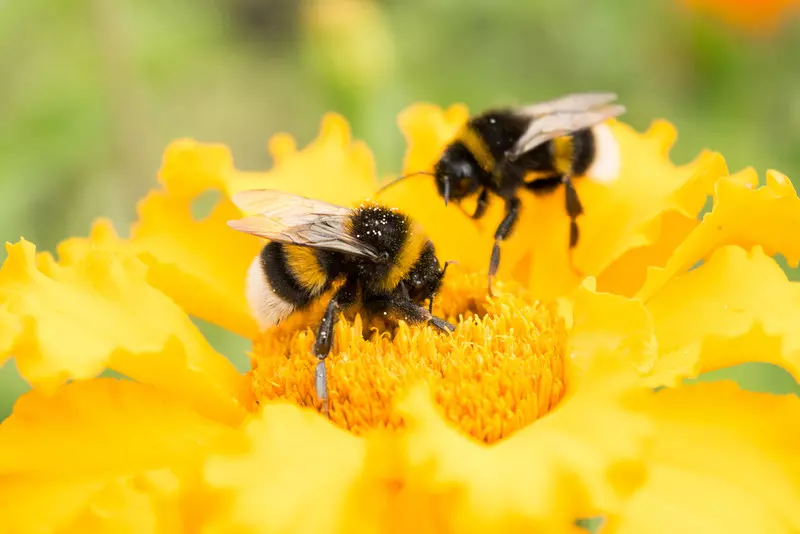 Bees increasingly stressed by climate change over the past 100 years – study
