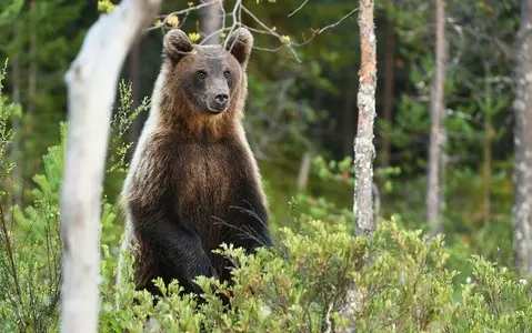 Bears in the Żywiec Beskids captured on cameras