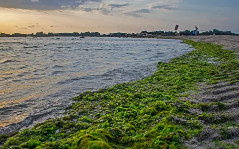 Spain: Invasive Asian algae colonize the Mediterranean Sea and affect tourism and fisheries