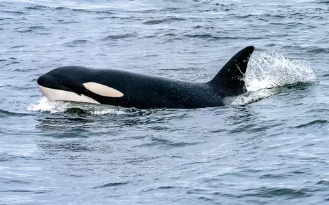 The strange behavior of killer whales in southern Europe. Animals play with yachts dangerously