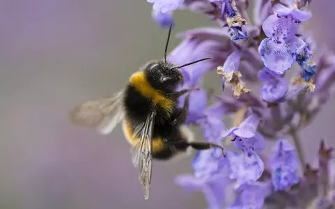 Australian scientists' research on use of bee venom in fight against cancer