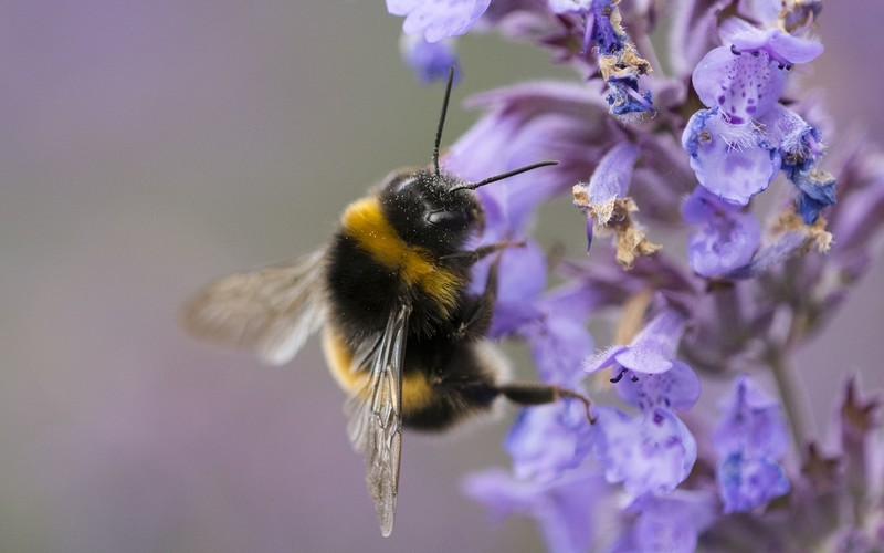 Australian scientists' research on use of bee venom in fight against cancer