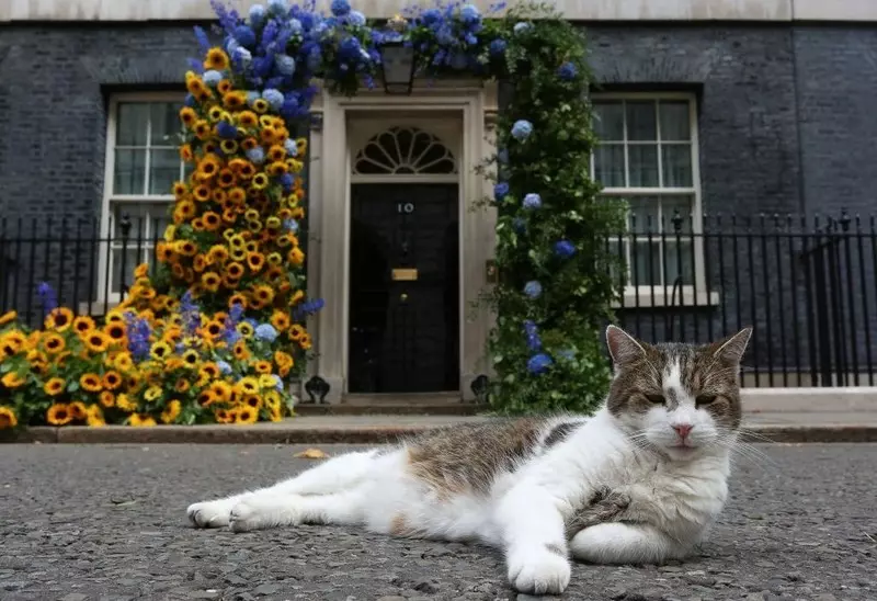 Kot Larry "kontrkandydatem" Truss i Sunaka. Londyńczycy zachwyceni wyjątkowymi billboardami 