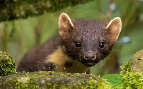 Once in a generation scheme to restore nature in 22 areas across England