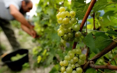 France: The Gendarmerie keeps the grape harvest in Champagne running smoothly