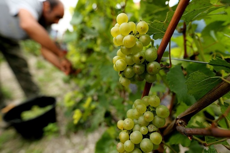France: The Gendarmerie keeps the grape harvest in Champagne running smoothly