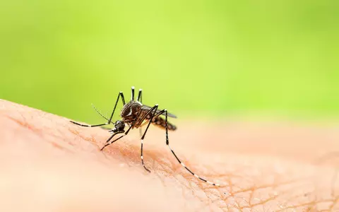 China: The MPs wanted to exterminate all mosquitoes, but it was deemed unfeasible