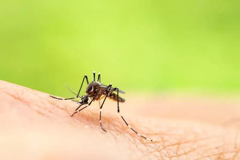 Chiny: Deputowani chcieli wytępienia wszystkich komarów, ale uznano to za niewykonalne