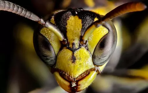 Asian hornets spotted in Essex with people warned to be vigilant