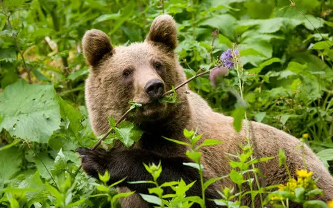 Bears in the Tatra Mountains approach human settlements in search of food