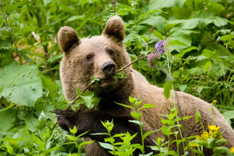 Niedźwiedzie w Tatrach podchodzą pod ludzkie osiedla w poszukiwaniu pożywienia
