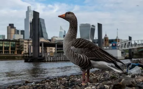 Most UK adults think nature is in urgent need of protection – poll