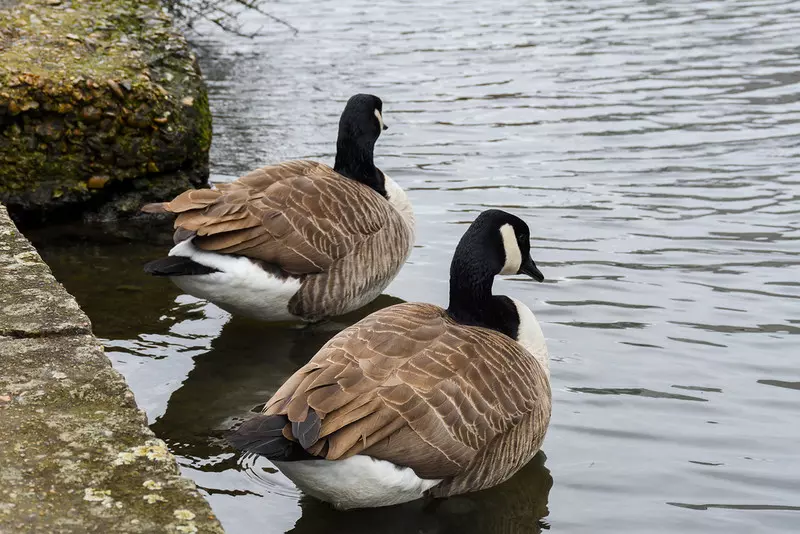 Ptasia grypa: Martwe łabędzie i gęsi znajdowane w kanałach w Londynie 