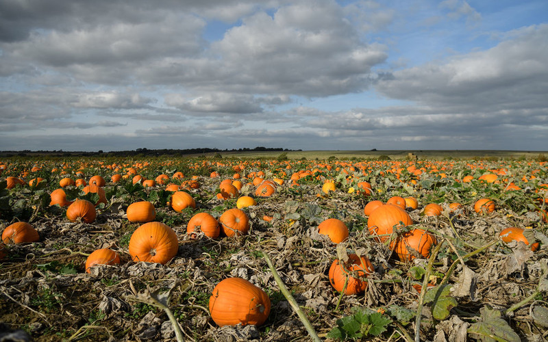 Pumpkin grower says there is full availability despite summer heatwave