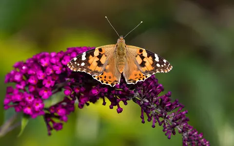 Big Butterfly Count: Sightings worryingly low, say UK conservationists