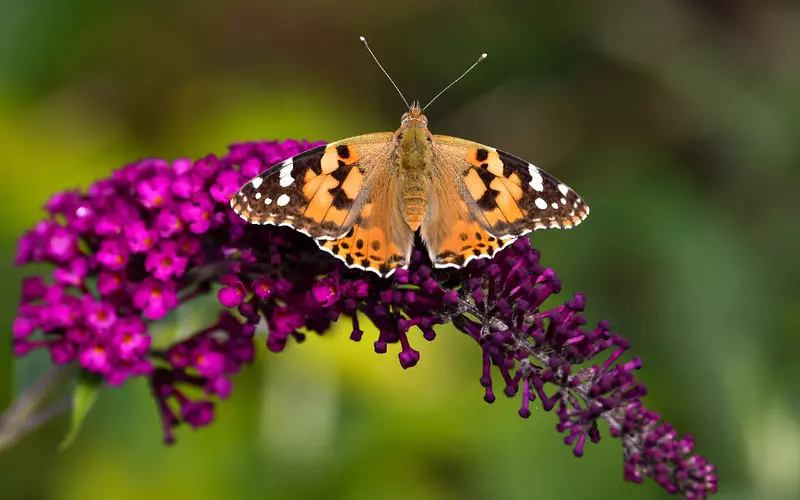 Big Butterfly Count 2022: Niepokojąco niska liczba zaobserwowanych motyli