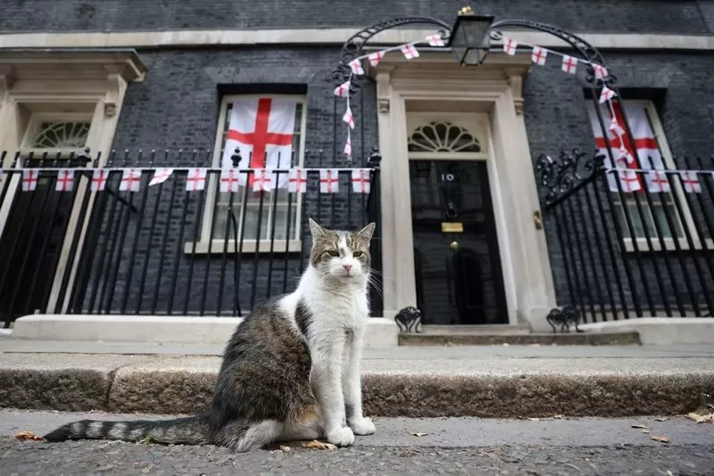 Kot Larry z Downing Street walczy z lisem przed siedzibą brytyjskiego premiera