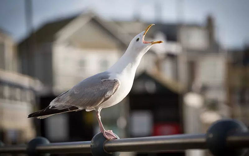 Gulls vanishing from seaside amid fears bird flu is hammering colonies
