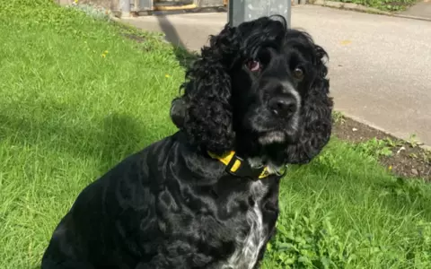 Spaniel George received a prestigious award in the British House of Lords for his work with prisoner