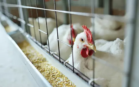 Poultry firm calls for bird flu vaccinations