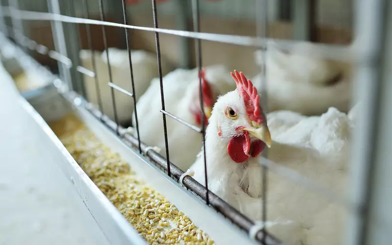 Kolejni hodowcy drobiu w UK wzywają do szczepień na ptasią grypę