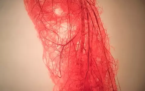 Scientists manufacture 'living blood vessel'