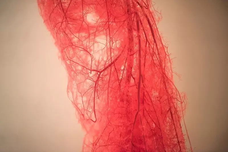 Naukowcy stworzyli "żywe" naczynia krwionośne