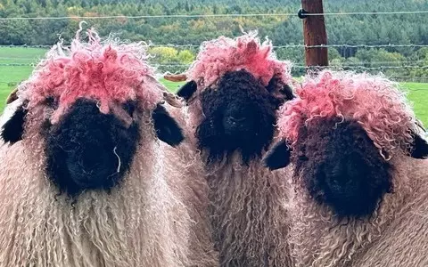 England has a flock of sheep with pink fur