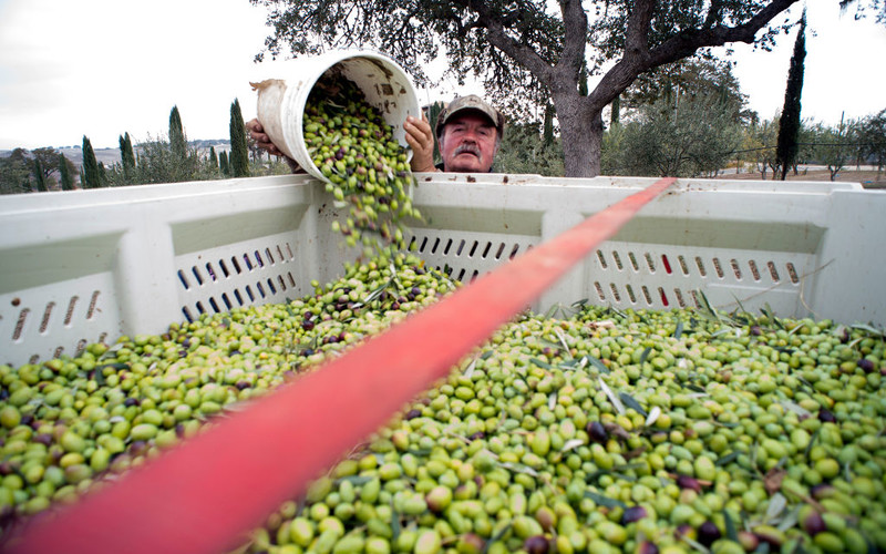 The olive harvest in Spain will be half that of a year ago. Oil prices will go up