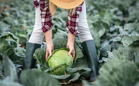 Farmers 'buried under tsunami of cabbages' as vegetables grow too quickly in warm Autumn