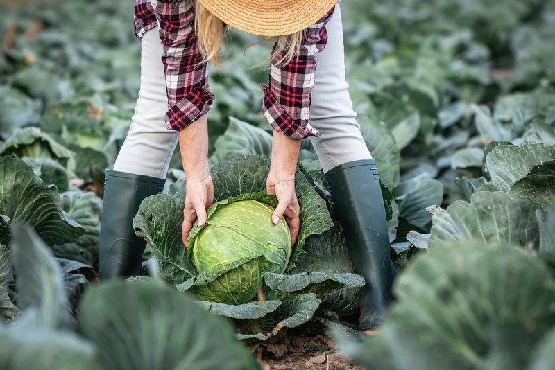 Farmers 'buried under tsunami of cabbages' as vegetables grow too quickly in warm Autumn
