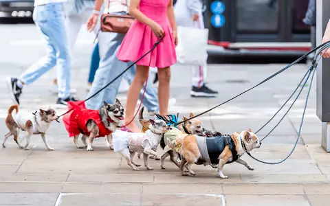 London council threatens £100 fines for dog owners who aren’t carrying poo bags