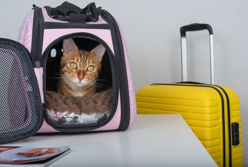 USA: A cat was found in hand luggage during airport security screening