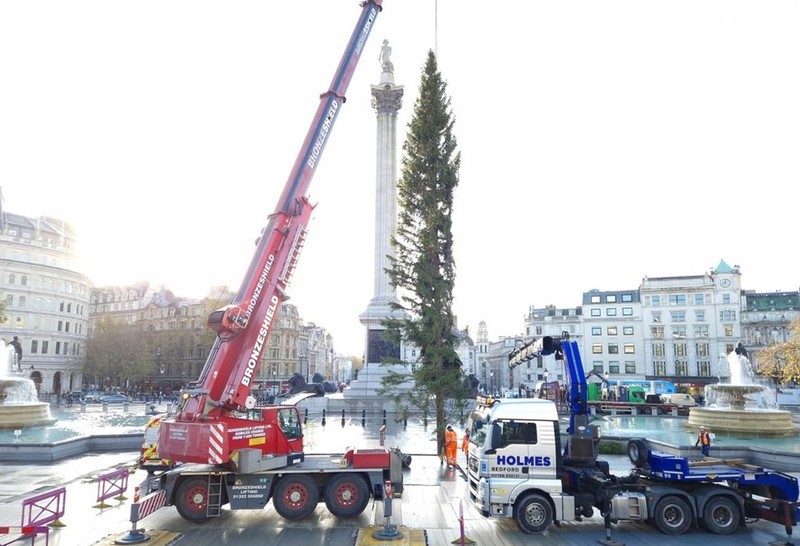 Christmas tree arrives in Trafalgar Square
