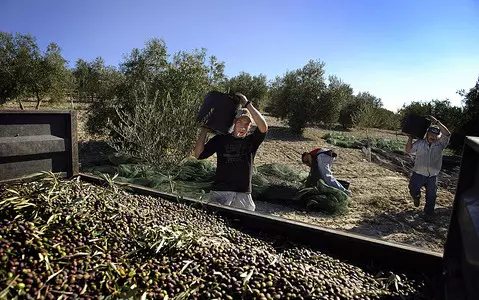 Spain: Olive oil could become a luxury product